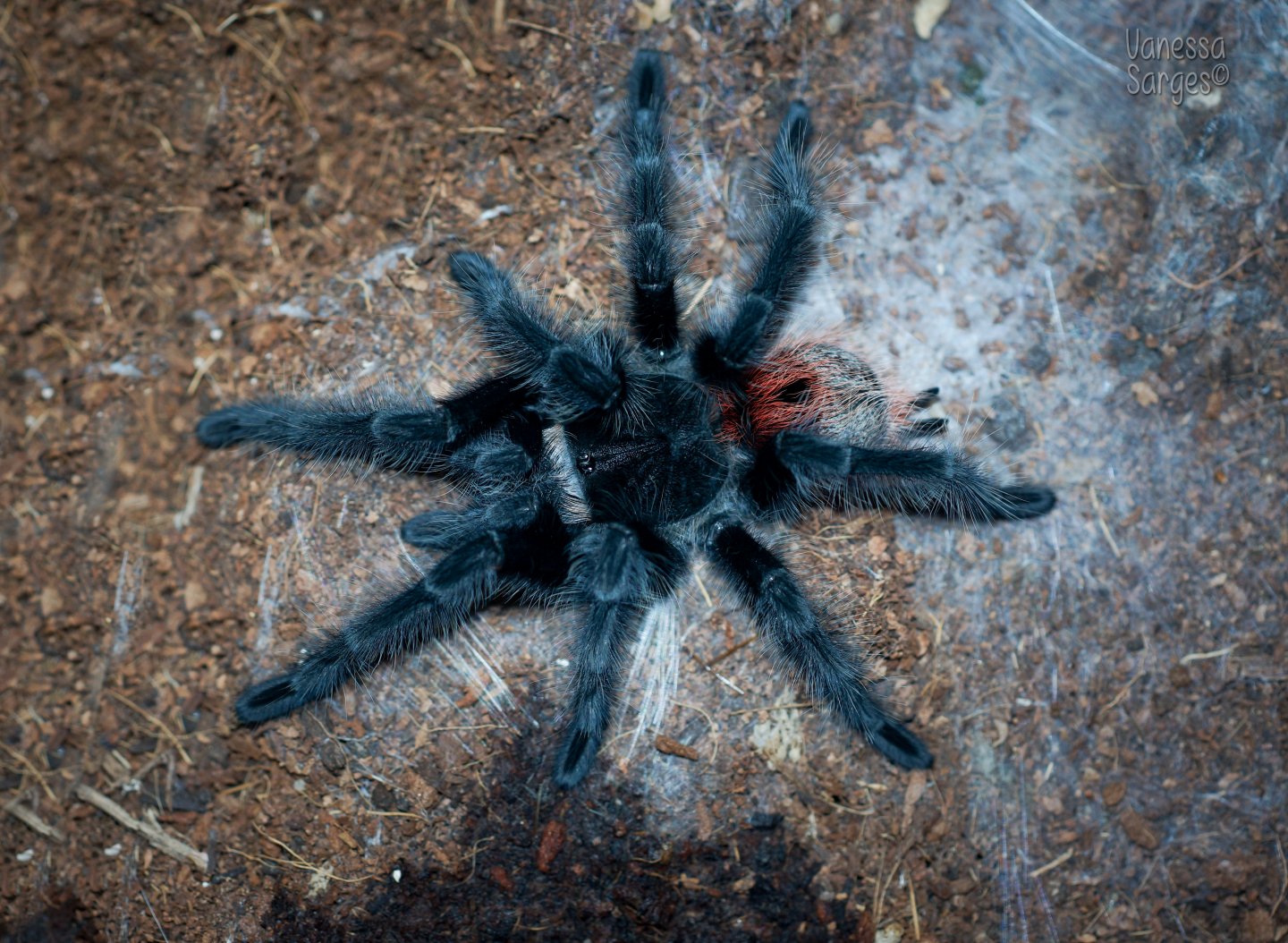 Grammostola iheringi Sub-Adult Female - ~4"