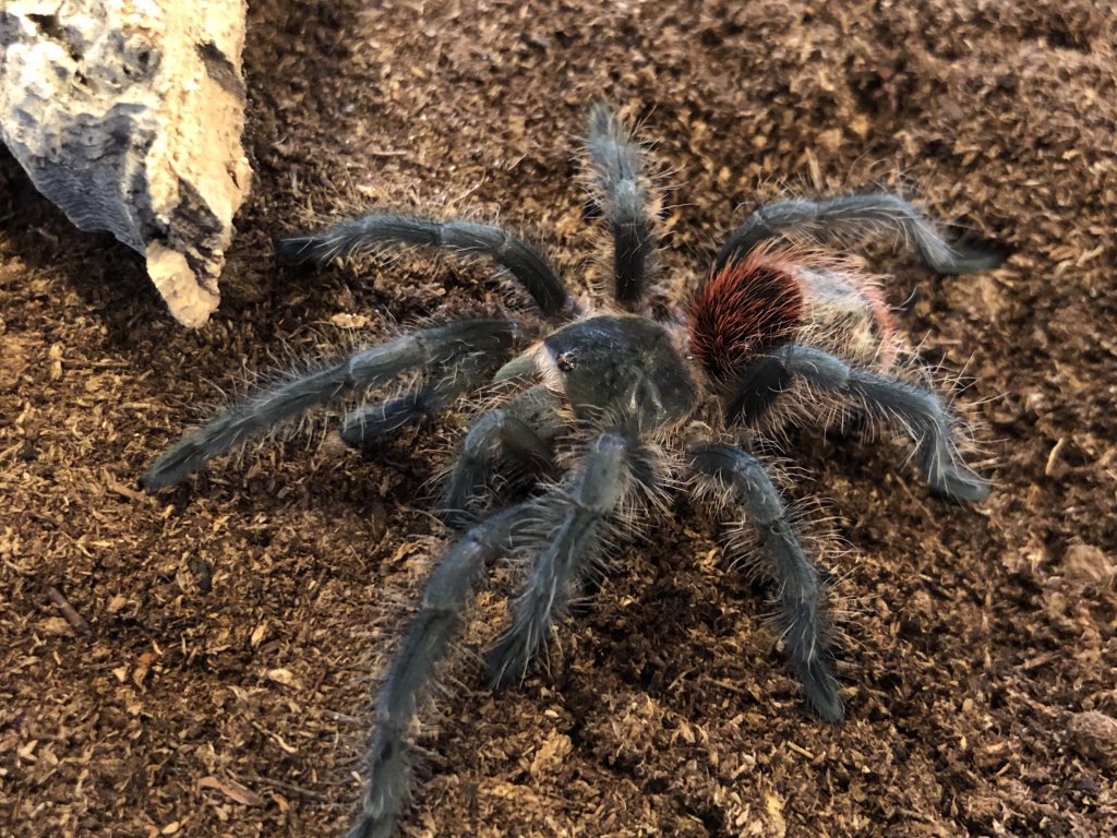 Grammostola iheringi