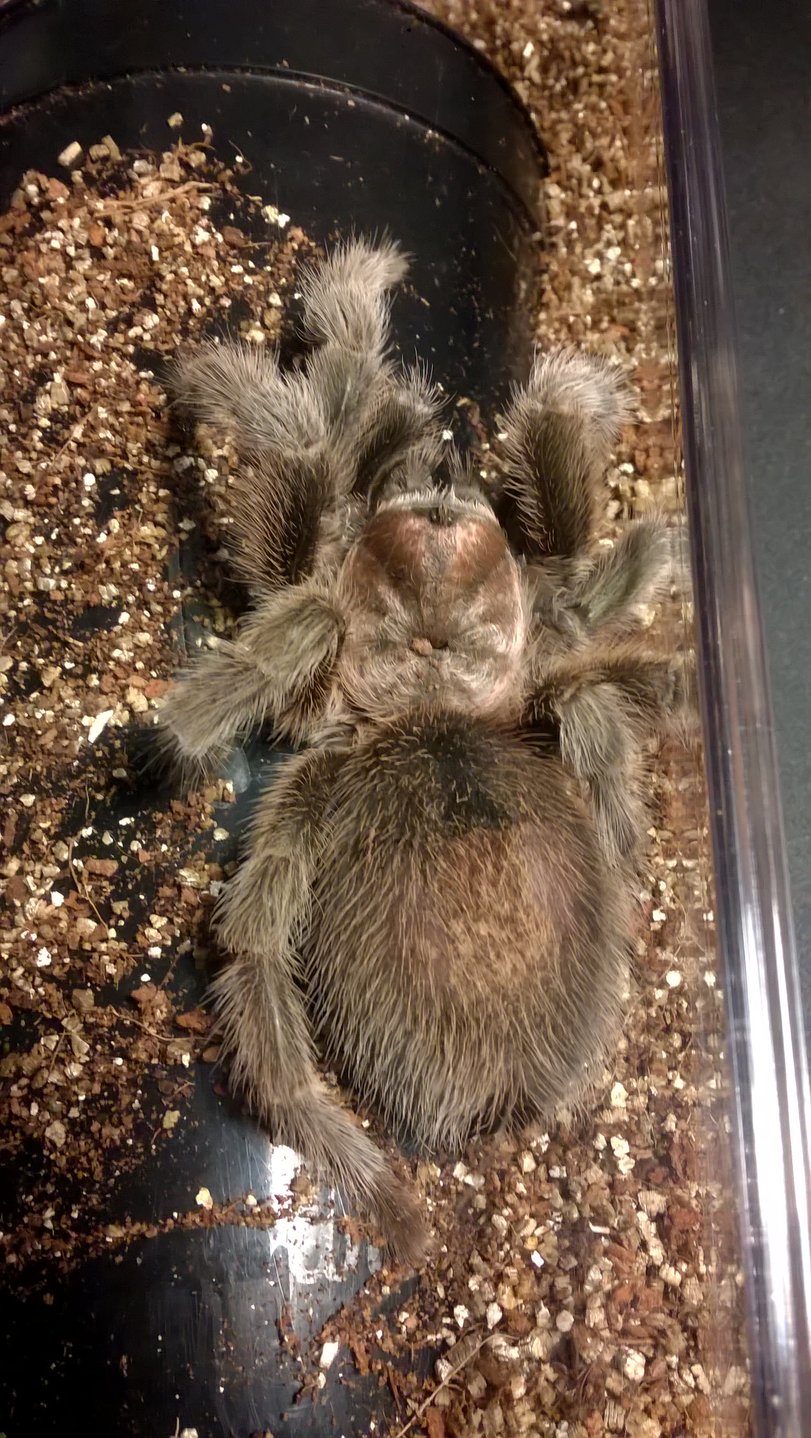 Grammostola Porteri