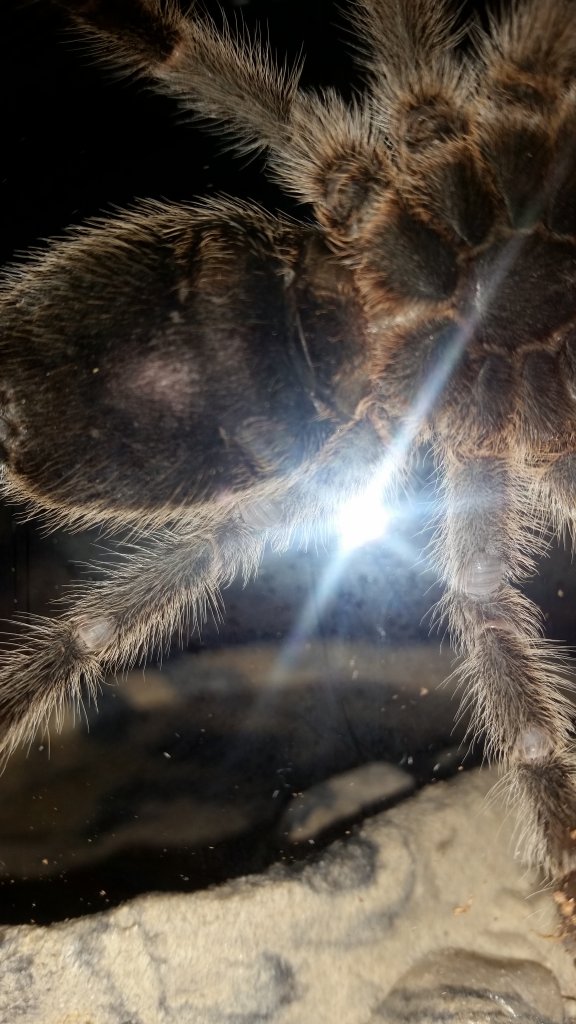 Grammostola Porteri