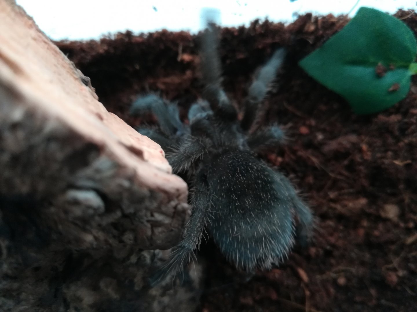 Grammostola pulchra 0,1