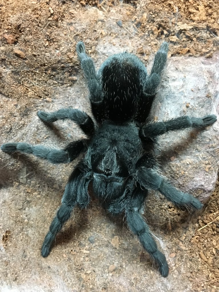 Grammostola pulchra; DLS 3.75”; Molt date; 8-25-18; Photo’d 8-27-18