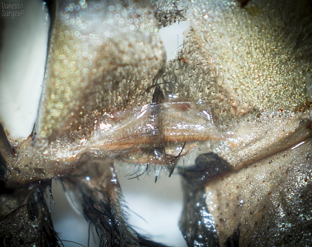 Grammostola pulchra Female - 2.5"