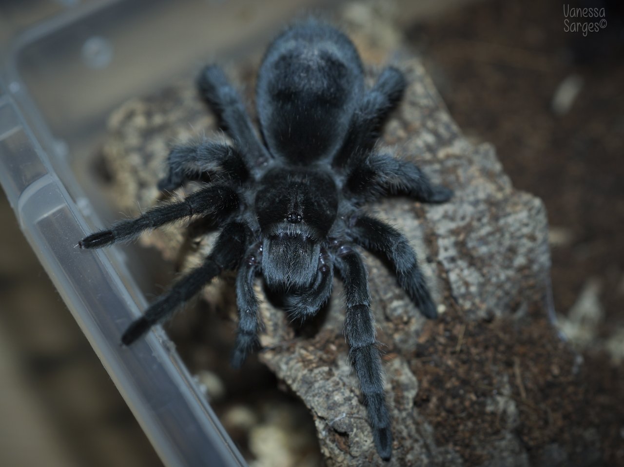 Grammostola pulchra Juvenile Female