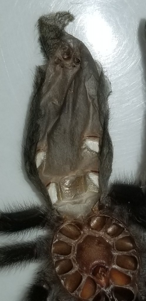 Grammostola pulchra molt