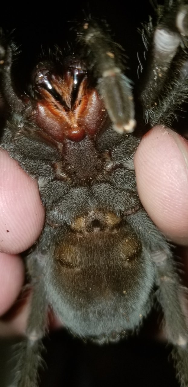 Grammostola pulchra (Ventral Sexing)