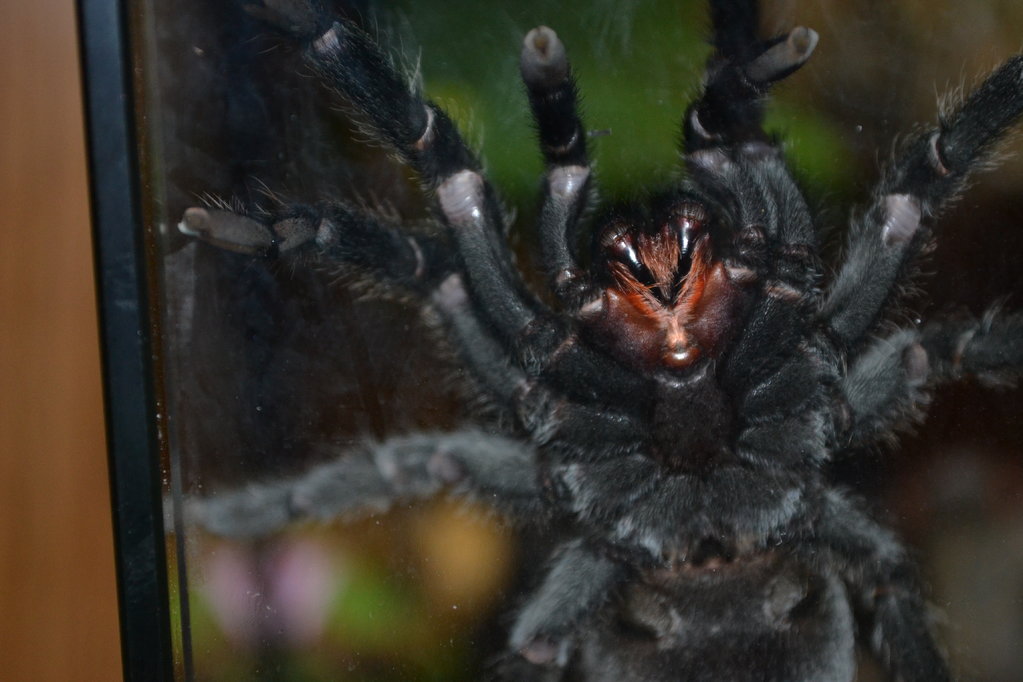 Grammostola pulchra