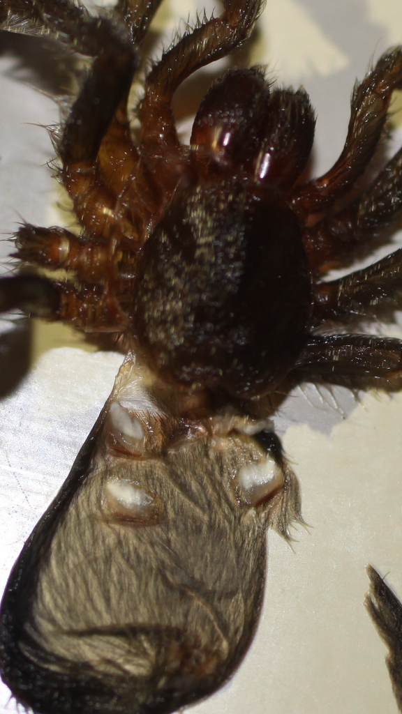 Grammostola Pulchra