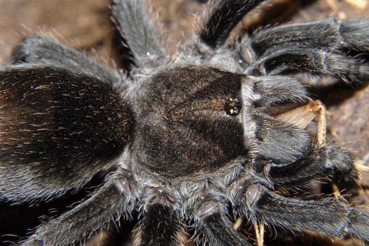 Grammostola pulchra