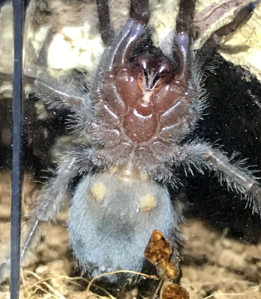 Grammostola pulchra