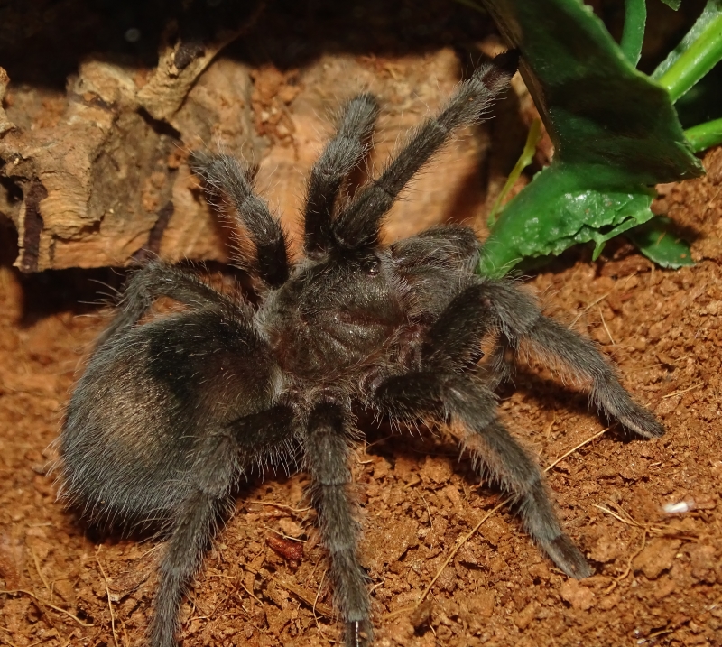 Grammostola pulchra