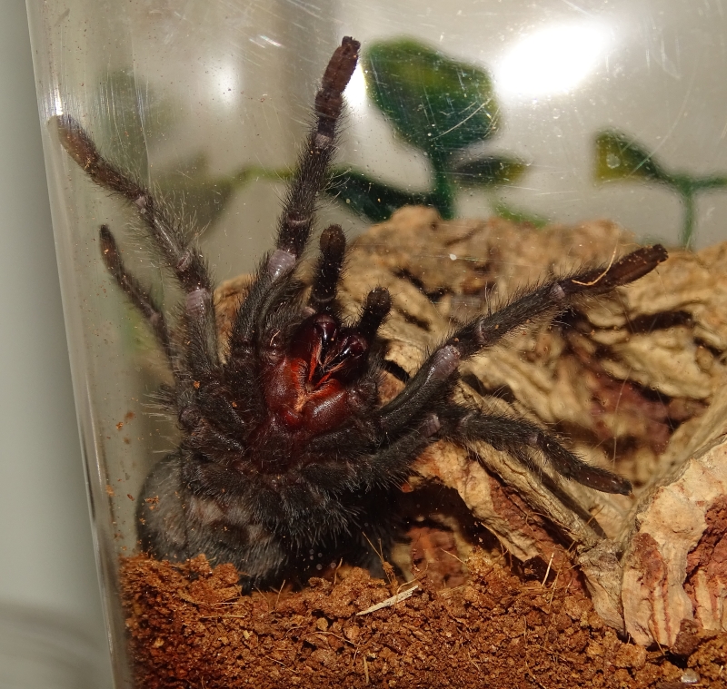 Grammostola pulchra