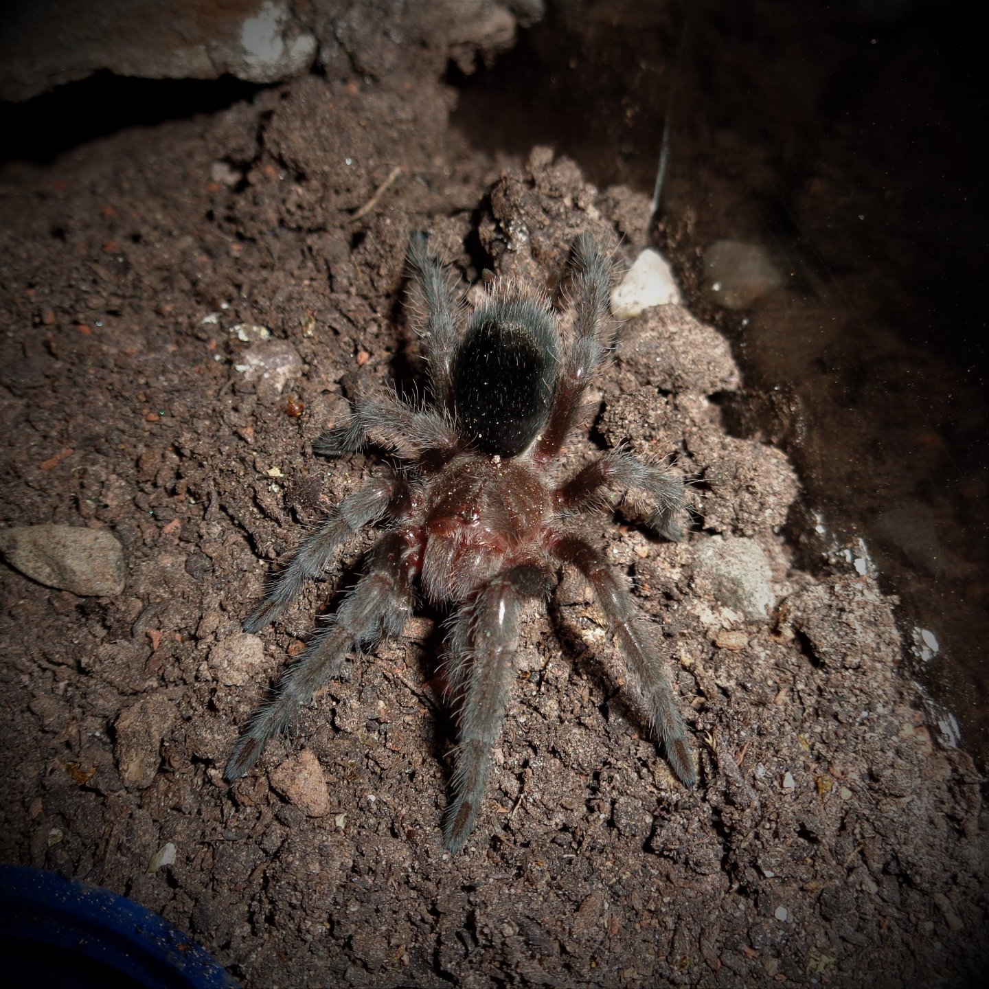 Grammostola pulchra