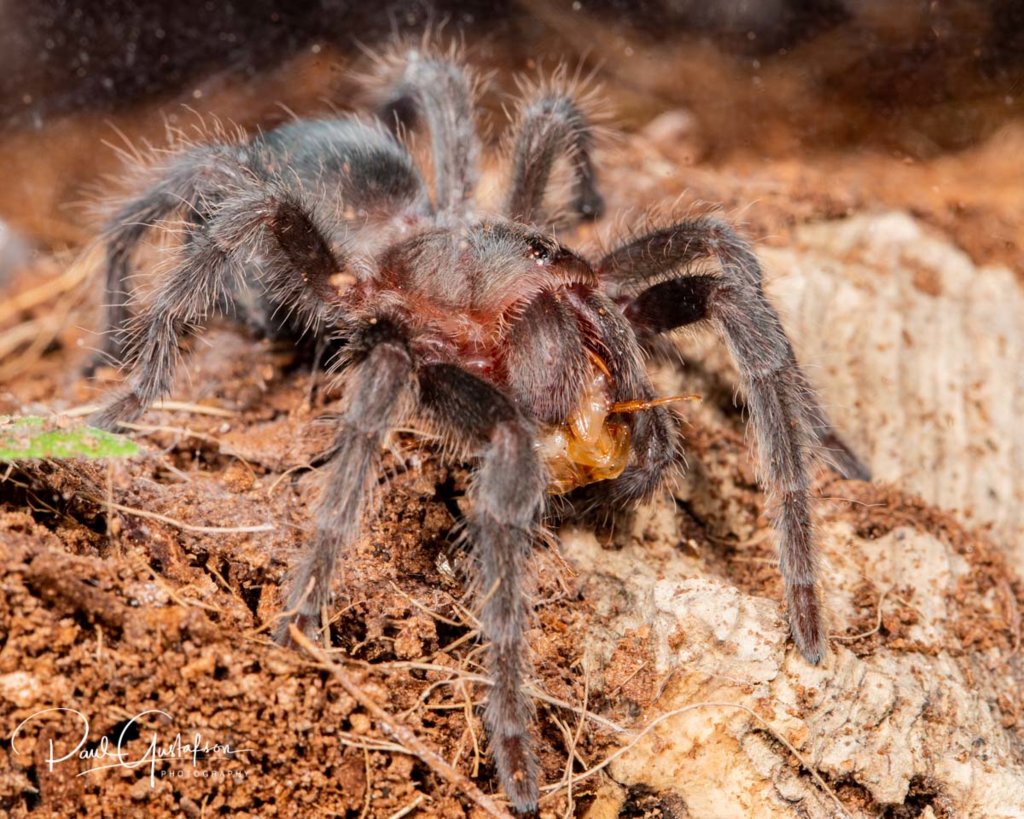 Grammostola pulchra