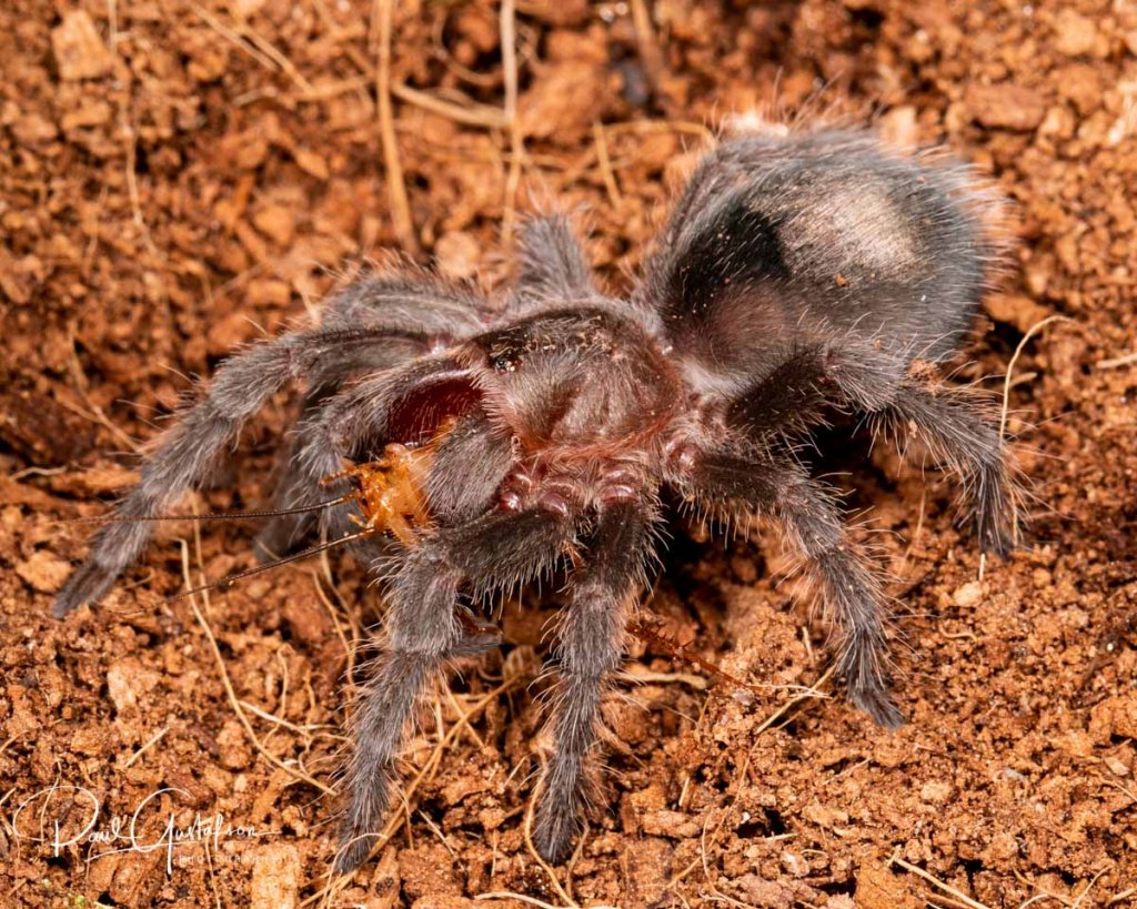 Grammostola pulchra