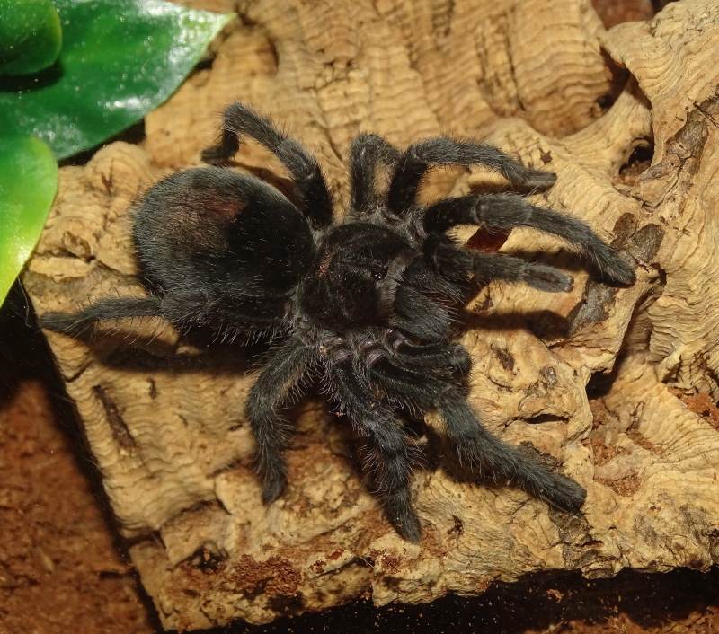 Grammostola pulchra