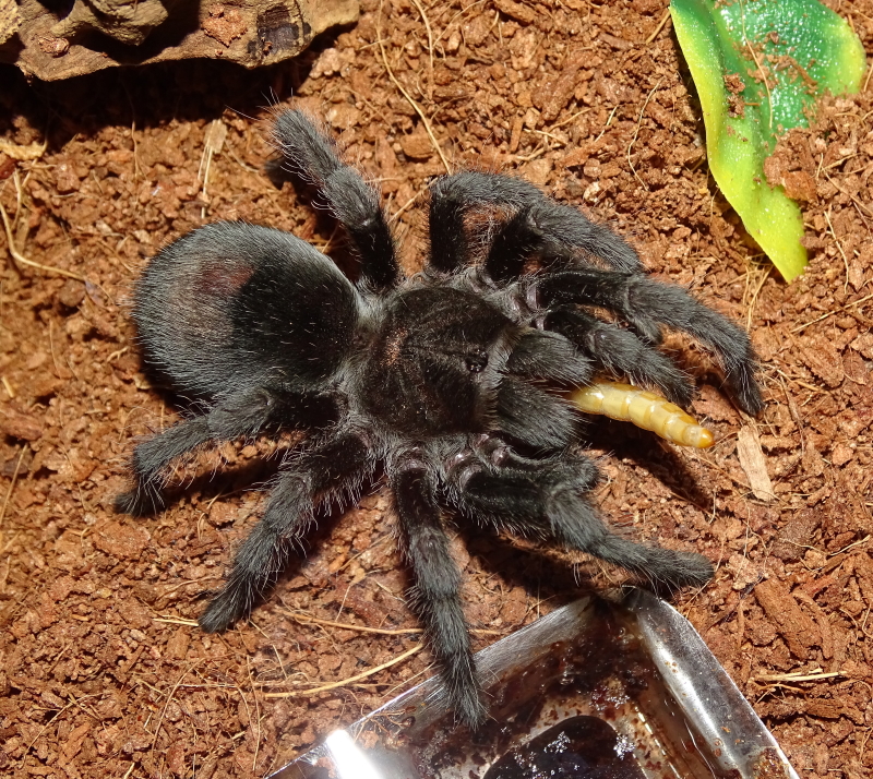 Grammostola pulchra