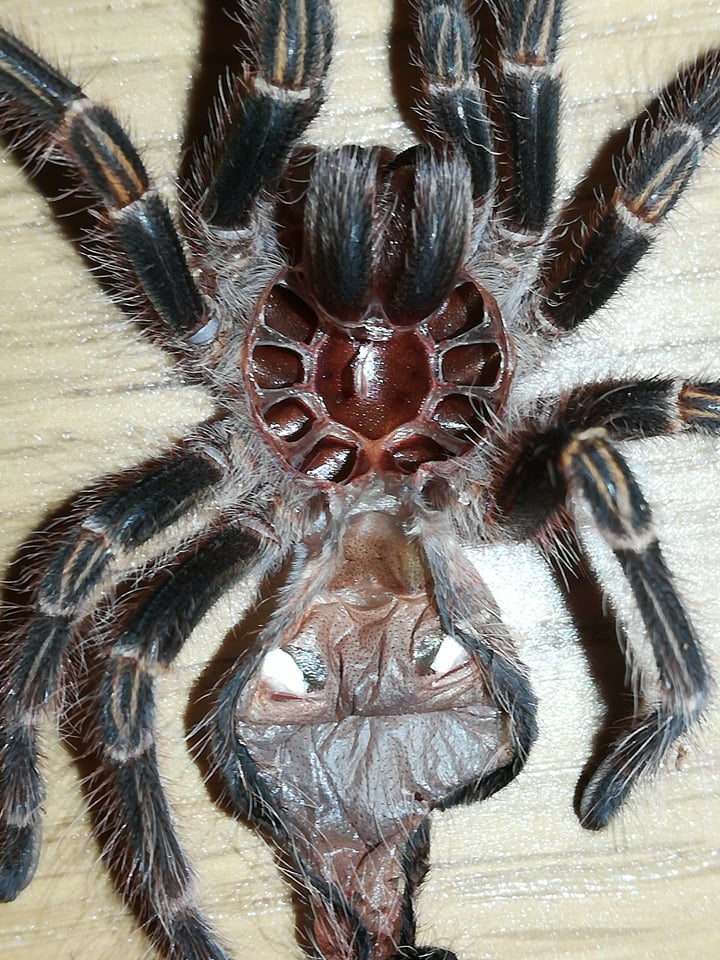 Grammostola pulchripes (approx 3")