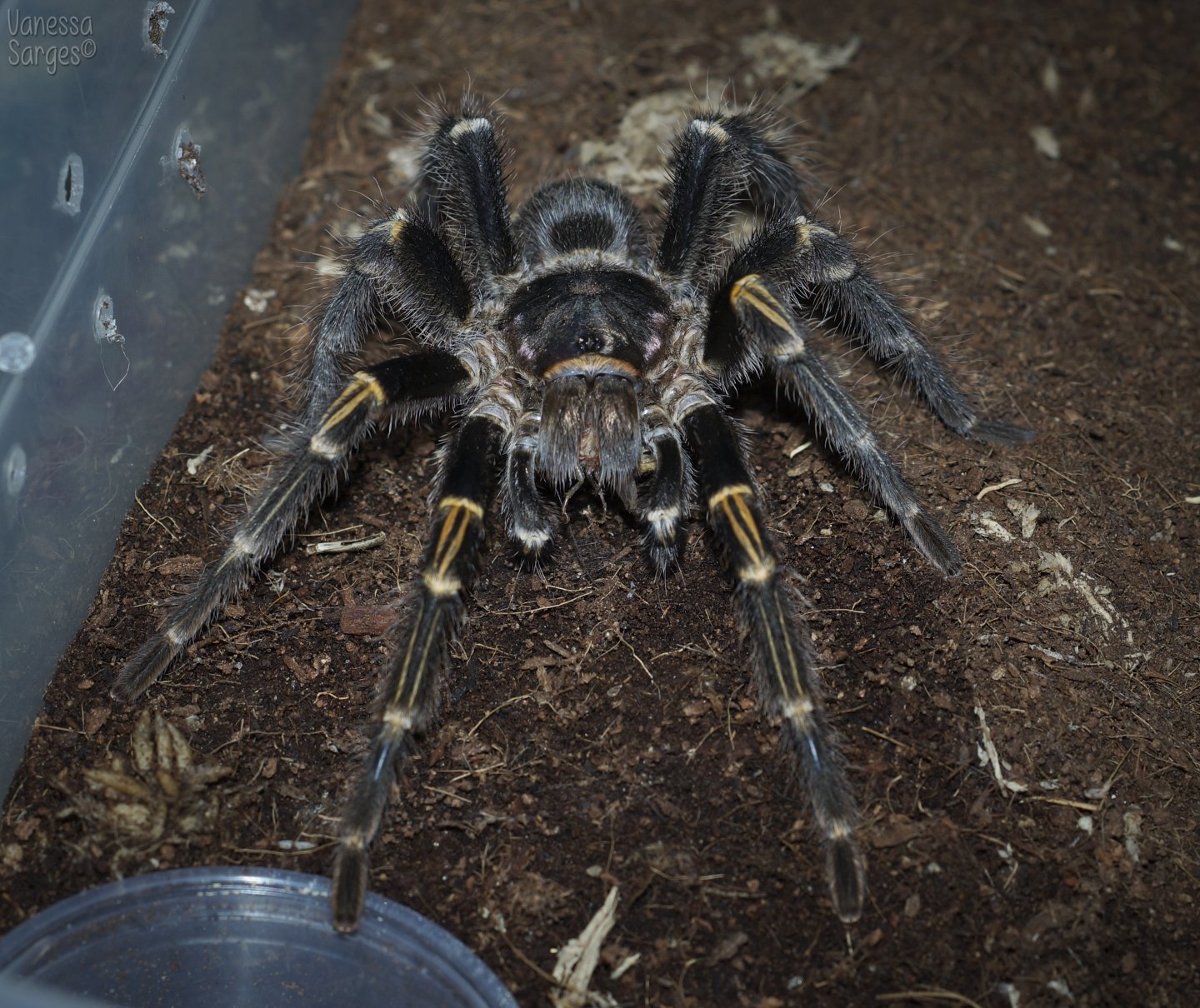 Grammostola pulchripes Mature Male