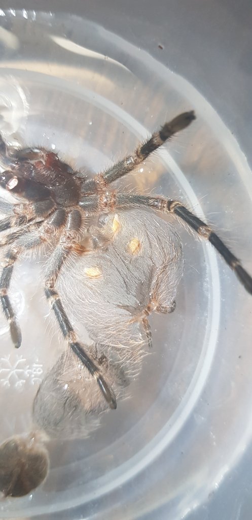 Grammostola pulchripes [molt sexing] [1/2]