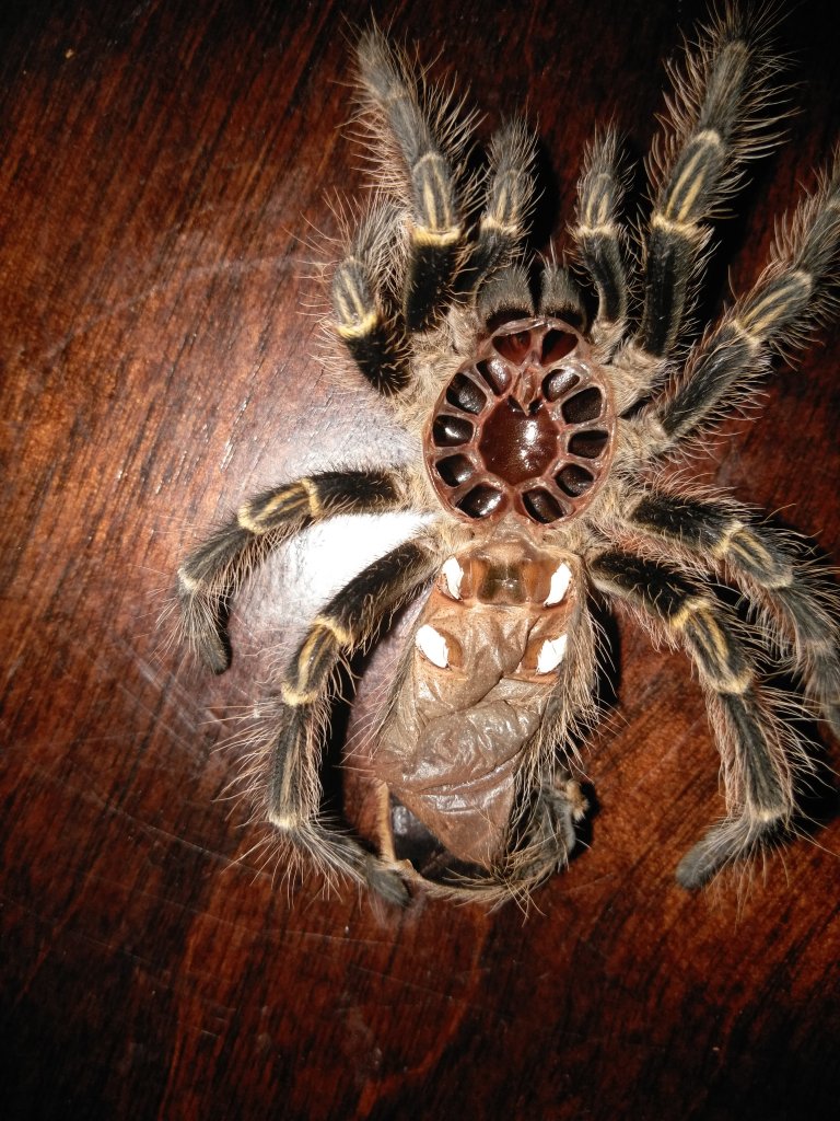 Grammostola pulchripes [molt sexing]