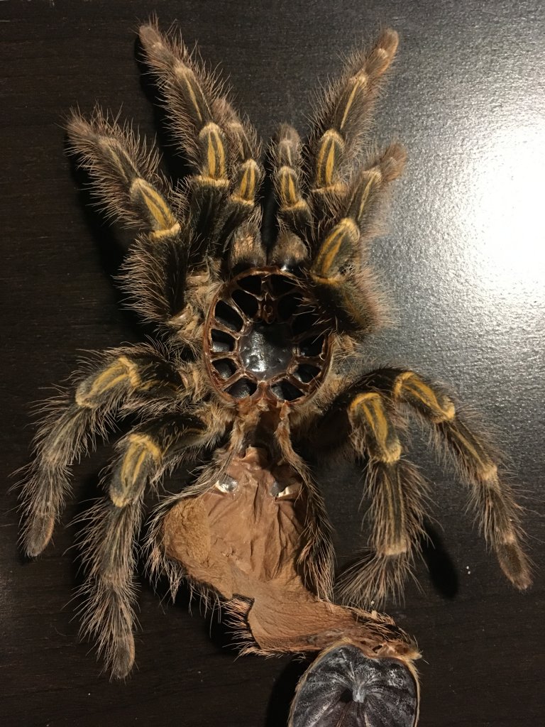 Grammostola pulchripes [molt sexing]