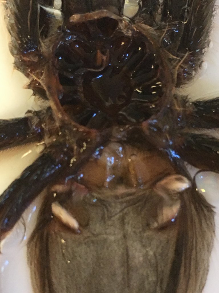 Grammostola pulchripes [molt sexing]