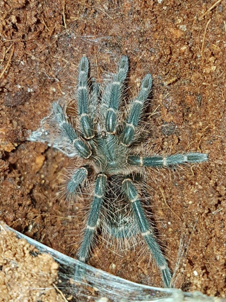 Grammostola pulchripes sling