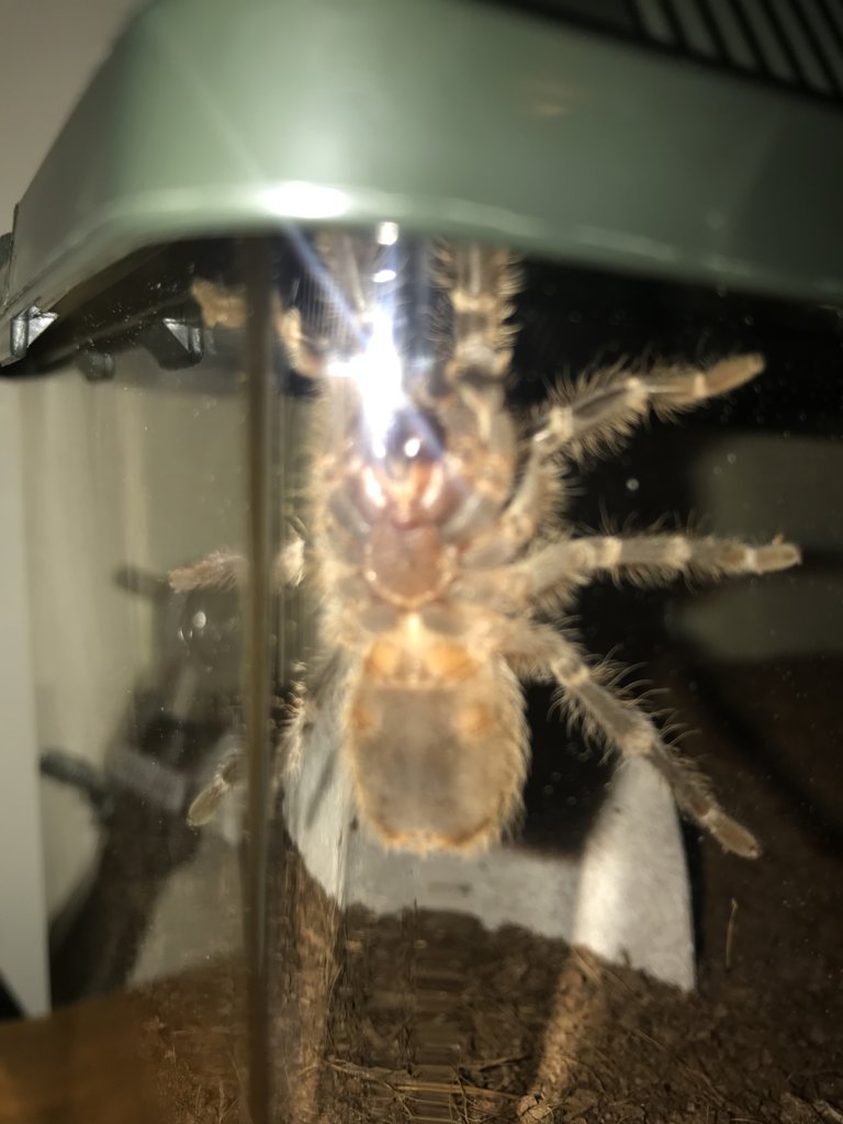 Grammostola pulchripes [ventral sexing] [1/2]