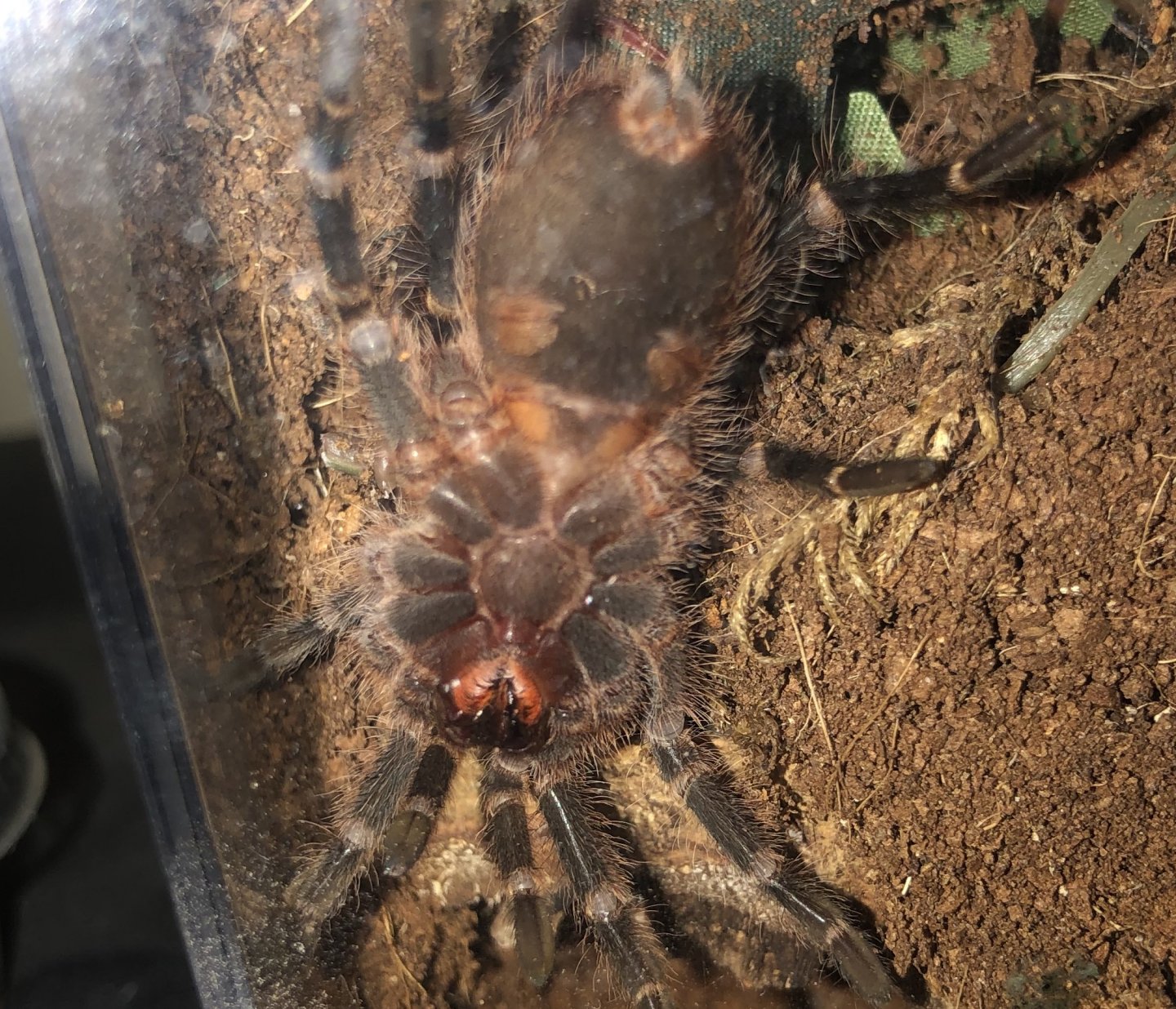 Grammostola pulchripes [ventral sexing]