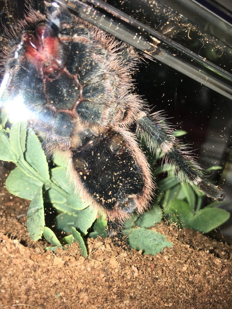 Grammostola pulchripes [ventral sexing]