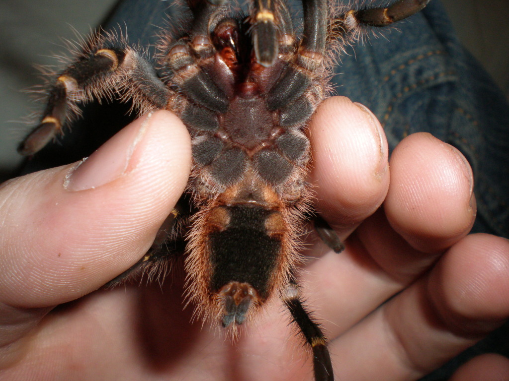 Grammostola pulchripes