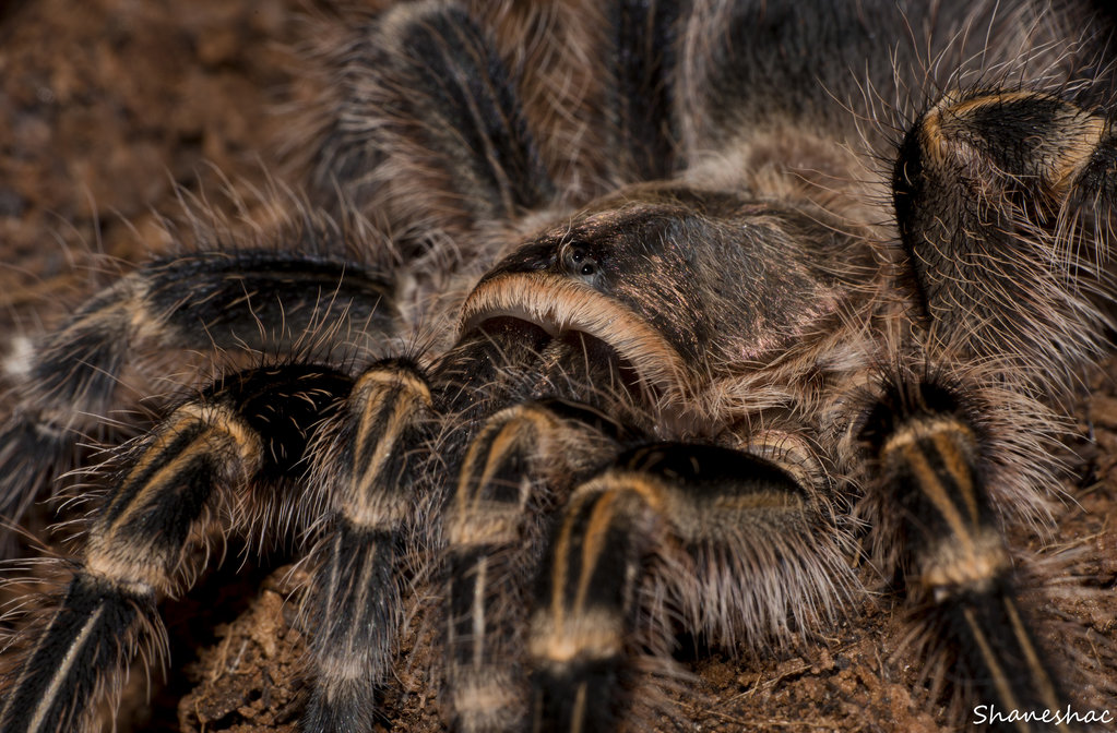 Grammostola pulchripes