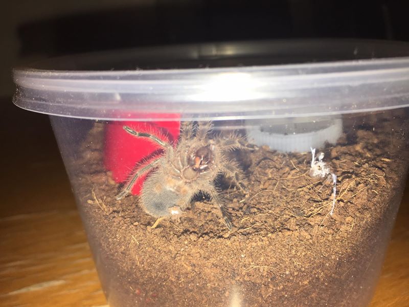 Grammostola Pulchripes