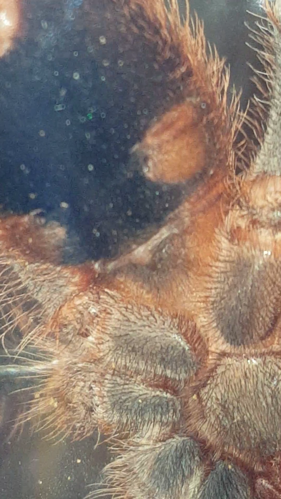 Grammostola pulchripes