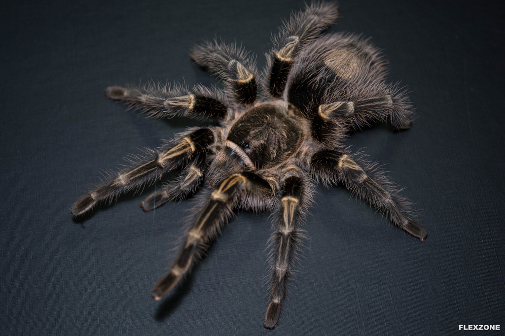 Grammostola pulchripes