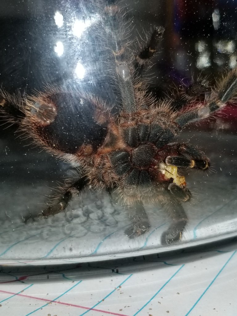 grammostola pulchripes