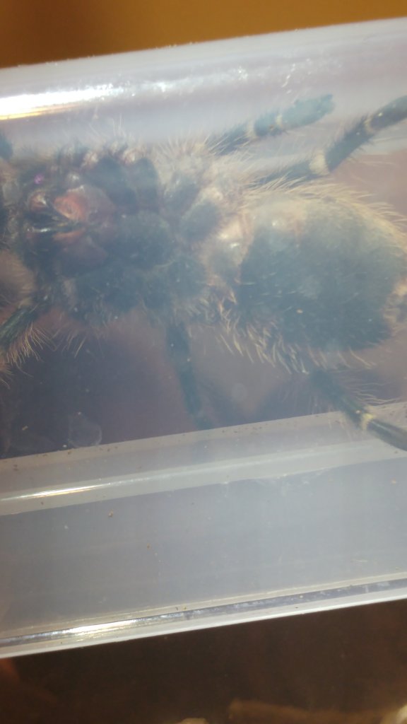 Grammostola pulchripes