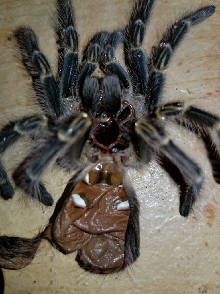 Grammostola pulchripes