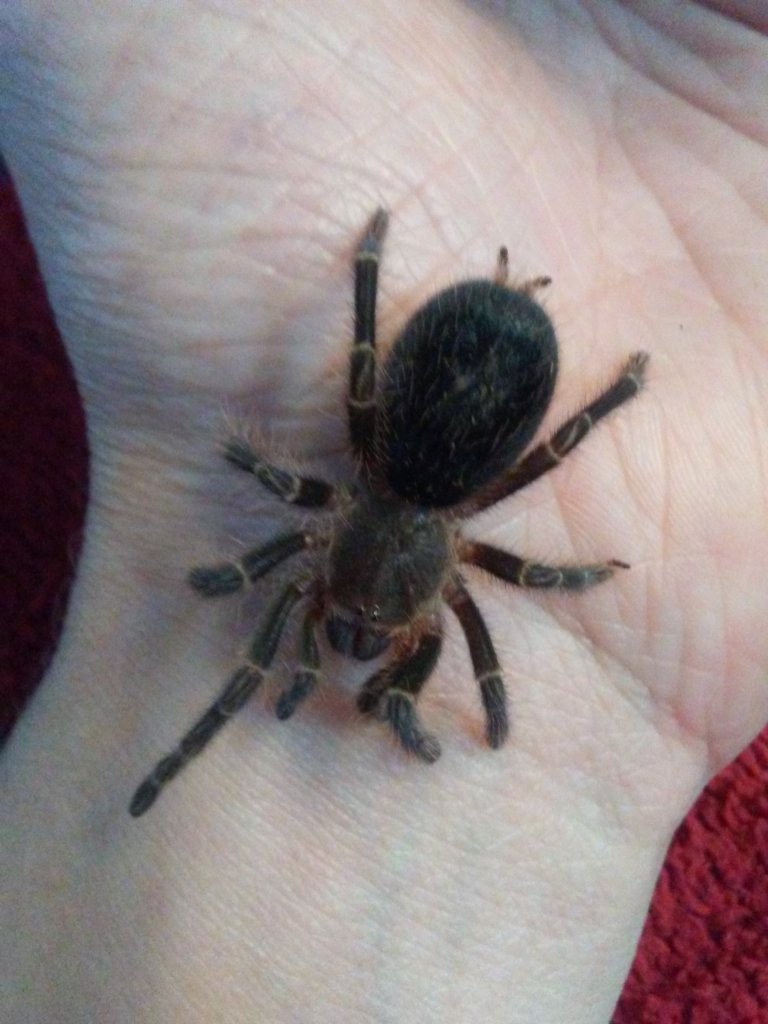 Grammostola pulchripes