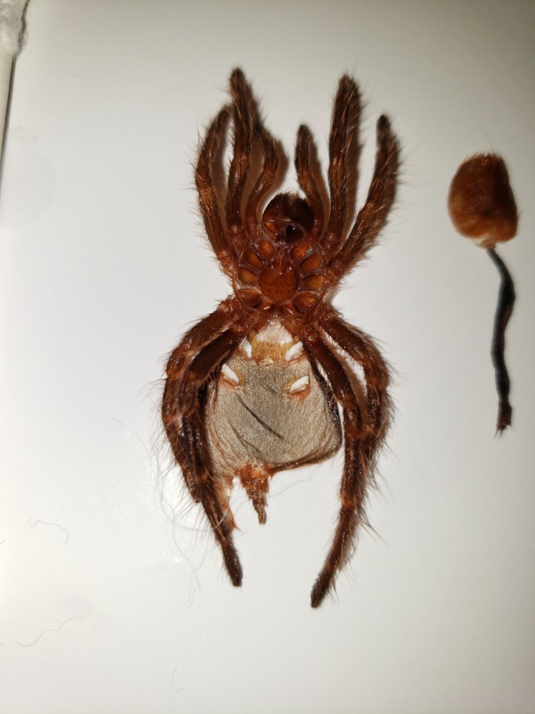 Grammostola Pulchripes