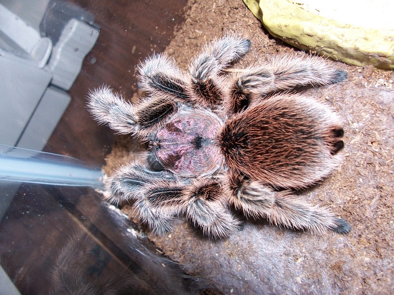 Grammostola rosea 0.1