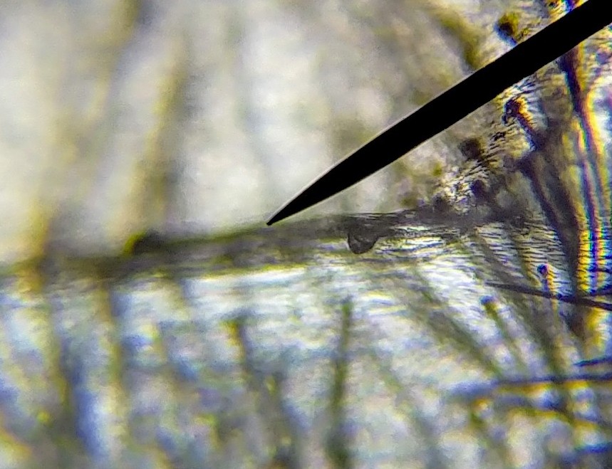 Grammostola rosea 0.8" DLS molt (100x + digital zoom)