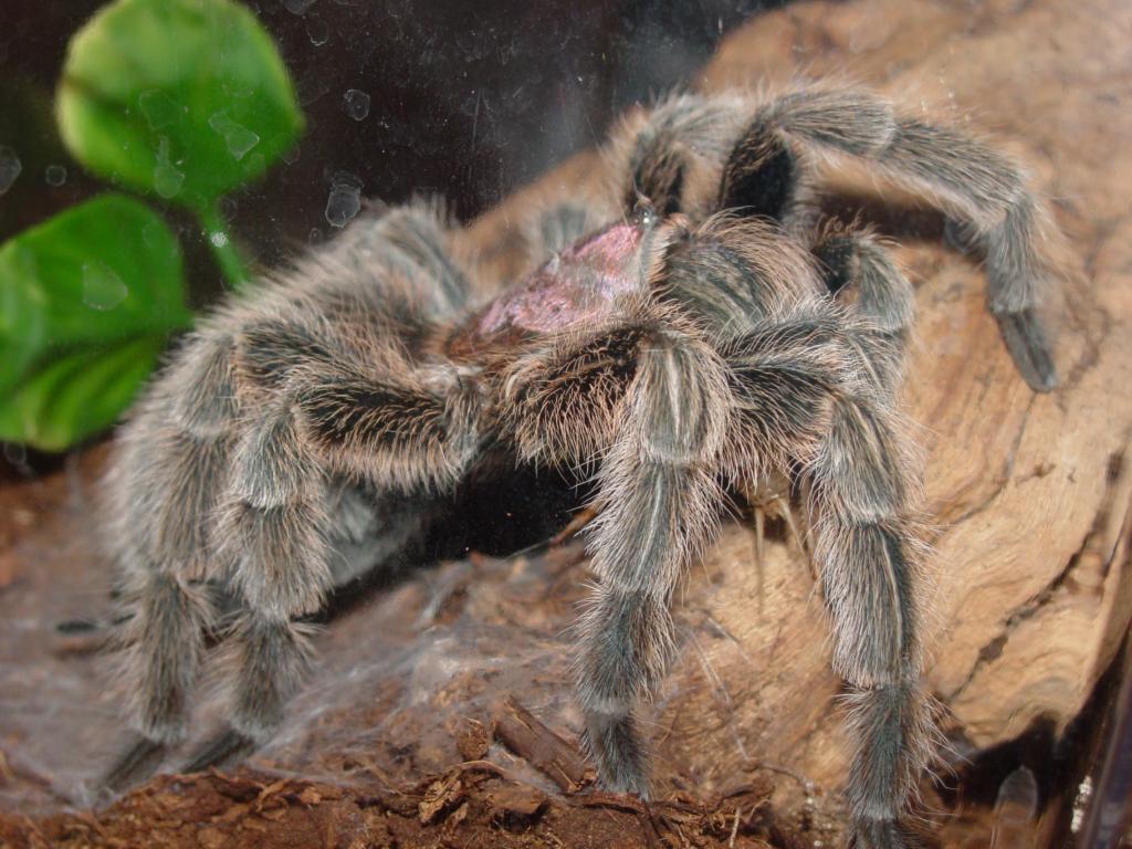 Grammostola Rosea -F-