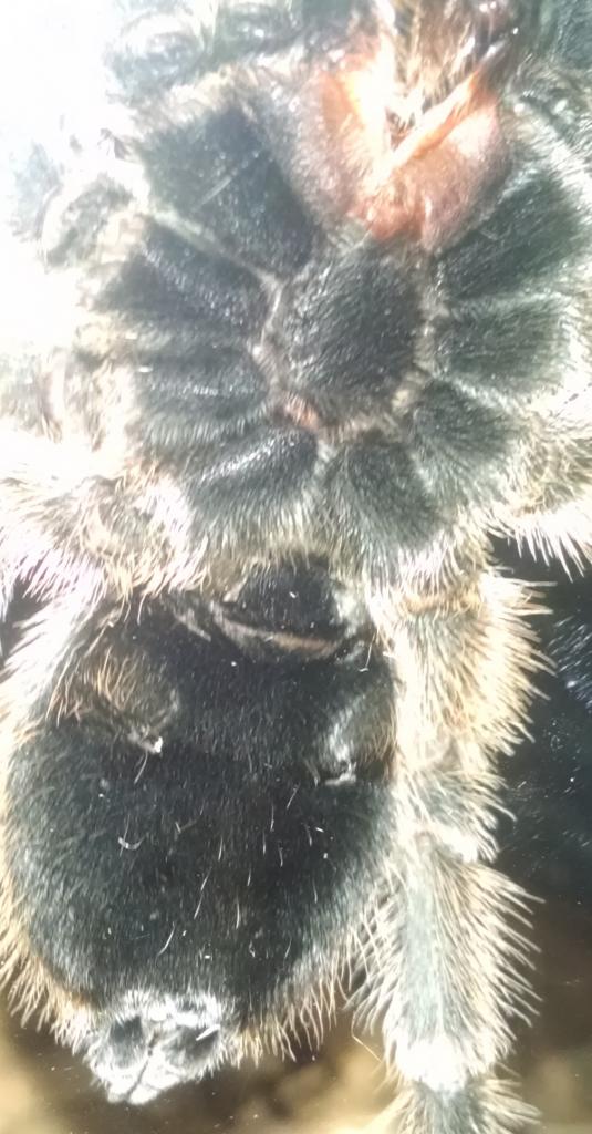 Grammostola Rosea --  Girl?