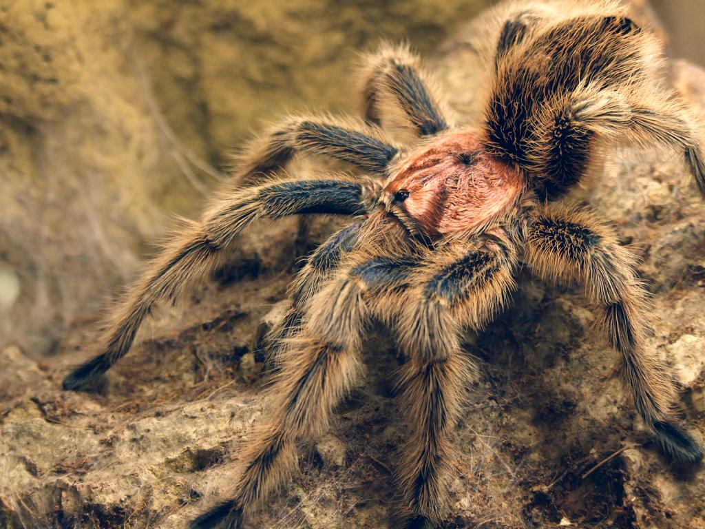 Grammostola rosea, mature male