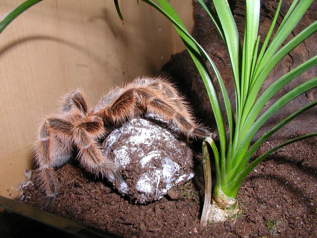 Grammostola Rosea Med Kokon 2