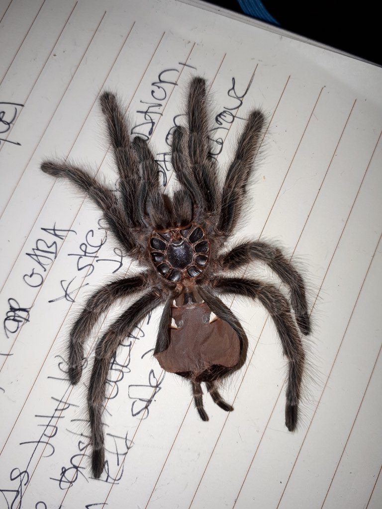 Grammostola rosea [molt sexing] 1/2