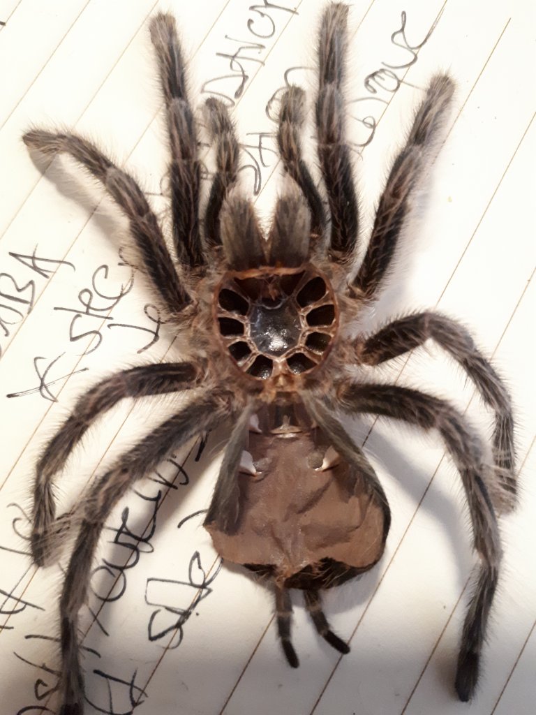 Grammostola rosea [molt sexing] 2/2