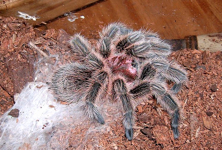 Grammostola rosea molting